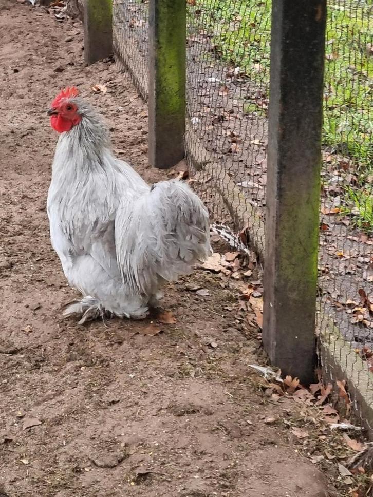 Gratis: 2 cochin hanen., Dieren en Toebehoren, Pluimvee | Toebehoren, Kippenhok of Kippenren, Ophalen