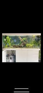 Aquarium, Dieren en Toebehoren, Ophalen, Zo goed als nieuw, Gevuld zoetwateraquarium