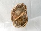 Boomfossiel | Versteend Hout | 12x8 cm, Ophalen of Verzenden, Fossiel