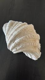 Antieke halve clam schelp, Ophalen of Verzenden, Schelp(en)