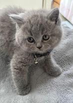 Britse korthaar kittens, Dieren en Toebehoren, Katten en Kittens | Raskatten | Korthaar, Meerdere dieren, Ontwormd, 0 tot 2 jaar