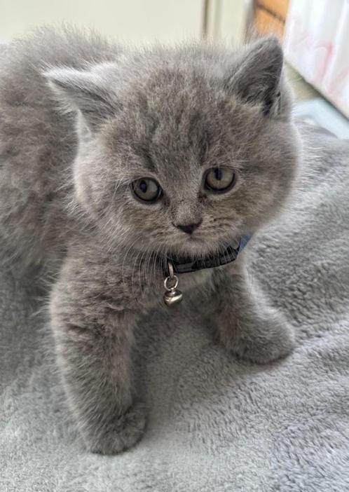 Britse korthaar kittens, Dieren en Toebehoren, Katten en Kittens | Raskatten | Korthaar, Meerdere dieren, 0 tot 2 jaar, Ontwormd