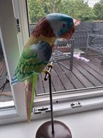 Pappegaai beeld, Ophalen, Zo goed als nieuw, Dier
