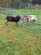 Weiland, grasland, weide gezocht,schapen, lammeren, ooi, ram, Meerdere dieren, Schaap