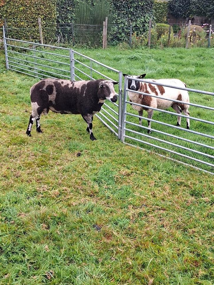 Weiland, grasland, weide gezocht,schapen, lammeren, ooi, ram, Dieren en Toebehoren, Schapen, Geiten en Varkens, Schaap, Meerdere dieren