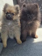Nog 2 raszuivere pomeriaan pups te koop, Keeshond, CDV (hondenziekte), 8 tot 15 weken, Meerdere