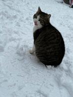 Poes, Dieren en Toebehoren, Katten en Kittens | Overige Katten, Poes