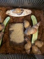 Agaatslakken, 0 tot 2 jaar