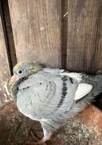 Jonge postduif te koop blauwband witpen pieper, Dieren en Toebehoren, Vogels | Duiven, Meerdere dieren, Postduif