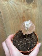 Alocasia cuprea red secret plant variegata pink roze mint, Huis en Inrichting, Ophalen of Verzenden, Halfschaduw, Minder dan 100 cm