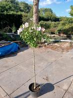 Hibiscus op stam 110-160cm, Ophalen, Zomer, Volle zon, Overige soorten
