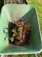 Gratis tuinplanten ophalen, Tuin en Terras, Planten | Bomen, Volle zon, 100 tot 250 cm, Zomer, Overige soorten