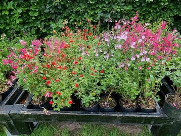 Vele Salvia's  beschikbaar voor biedingen