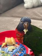 Tamme lori van de blauwe bergen, Dieren en Toebehoren, Vogels | Parkieten en Papegaaien, Vrouwelijk, Papegaai