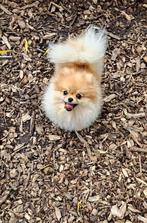 Lieve Pomeriaan te koop, Dieren en Toebehoren, Keeshond, 1 tot 2 jaar, Teef, Eén hond