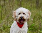 Goldendoodle Dekreu   (NIET TE KOOP), Dieren en Toebehoren, Particulier, Rabiës (hondsdolheid), 1 tot 2 jaar, Reu