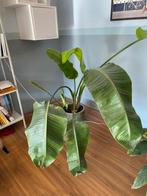 Strelitzia net nieuwe bladeren!, Huis en Inrichting, Ophalen, Ficus, Halfschaduw, Minder dan 100 cm
