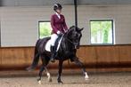 Super knappe D pony ruin 5 jaar oud, Dieren en Toebehoren, Pony's, Ruin, Dressuurpony, 3 tot 6 jaar, L