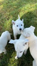 Puppys kruising Ridgeback x Witte herder 10 weken oud, Rabiës (hondsdolheid), 8 tot 15 weken, Meerdere, Nederland