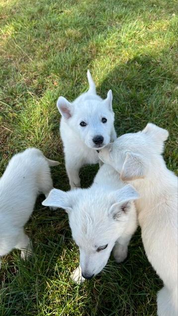 Puppys kruising Ridgeback x Witte herder 10 weken oud beschikbaar voor biedingen