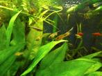 guppen waarschijnlijk 50 a 70 stuks, Dieren en Toebehoren, Vissen | Aquariumvissen, Vis, Zoetwatervis