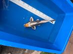MARUTEN KIKOKORYO, Karper of Koi