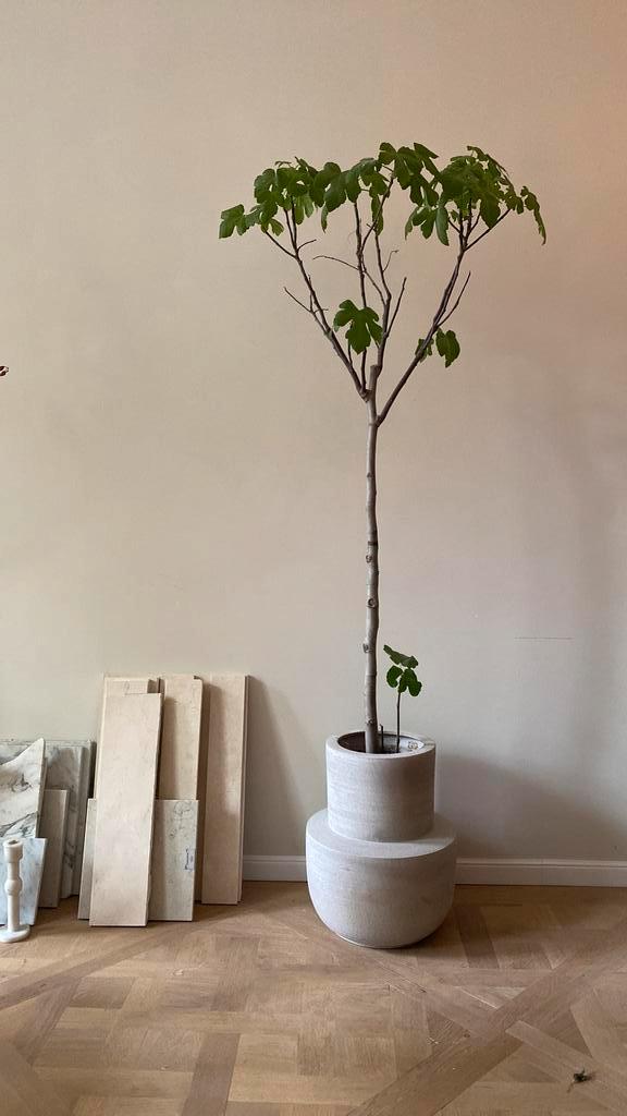 Serax pot L beige volumes Piet Boon & vijgen boompje / plan, Huis en Inrichting, Woonaccessoires | Zuilen en Pilaren, Gebruikt