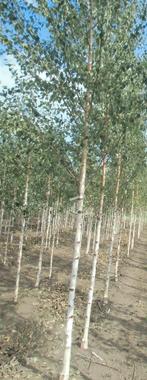 mooie ruwe berken bomen betula Pendula, Bloeit niet, Overige soorten, 250 tot 400 cm, Ophalen