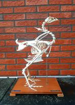 Skelet - Kip - (Pullum / Kippen / Haan / opgezet), Ophalen, Zo goed als nieuw, Opgezet dier