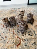 scottish fold  & britse korthaar kittens, Dieren en Toebehoren, Katten en Kittens | Overige Katten, Meerdere dieren, Kortharig