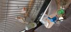 Koppel, Dieren en Toebehoren, Vogels | Kanaries, Meerdere dieren, Kleurkanarie