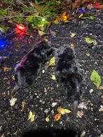 Mollenvanger & Rattenbestrijding - Professioneel & Effectief, Ophalen, Nieuw, Ongediertebestrijding