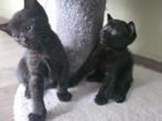 kittens te koop, Dieren en Toebehoren, Katten en Kittens | Raskatten | Korthaar, Poes