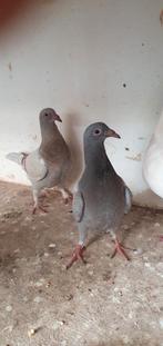 2 jonge duiven, Meerdere dieren, Postduif