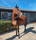Super brave dressuur merrie te koop!, Dieren en Toebehoren, Merrie, Dressuurpaard