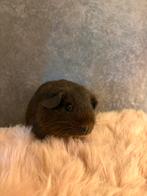 Mooi goud agouti beertje, Dieren en Toebehoren, Knaagdieren, Juli, Mannelijk, Cavia