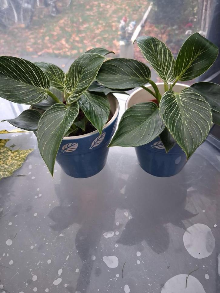 Philodendron Birkin met potten, Huis en Inrichting, Kamerplanten, Minder dan 100 cm, Halfschaduw, Ophalen