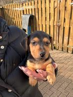 Jack russel pups kortpotige nog 2 beschikbaar!, Jack Russell Terriër, Reu, 8 tot 15 weken, Parvo