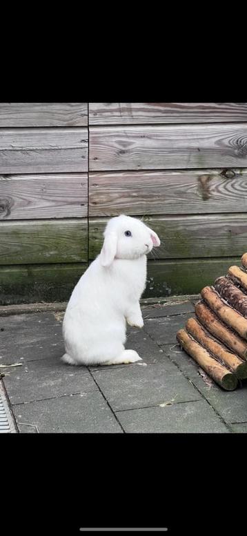 Lieve hangoor ram  beschikbaar voor biedingen