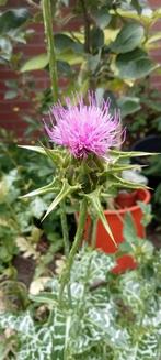 Silybum marianum - Mariadistel zaden, Ophalen of Verzenden, Voorjaar, Volle zon, Zaad