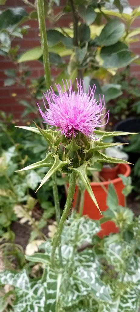 Silybum marianum - Mariadistel zaden, Tuin en Terras, Bloembollen en Zaden, Zaad, Voorjaar, Volle zon, Ophalen of Verzenden
