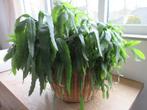 Lepismium houlletianum, Ophalen, Vetplant, In pot, Minder dan 100 cm