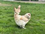 Jonge tamme Favarolles gesekst en ingeënt, Dieren en Toebehoren, Pluimvee, Vrouwelijk, Kip