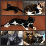 Kittens, Dieren en Toebehoren