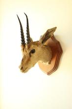 Taxidermie opgezette kop afrikaanse gazelle, Ophalen of Verzenden, Gebruikt, Wild dier, Opgezet dier