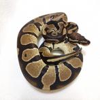 100% chocolate dh ghost desertghost ballpython koningspython, Dieren en Toebehoren, Reptielen en Amfibieën, Slang, Tam