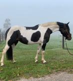 Veelzijdige recreatie pony, Dieren en Toebehoren, Merrie, B, Ontwormd, 3 tot 6 jaar