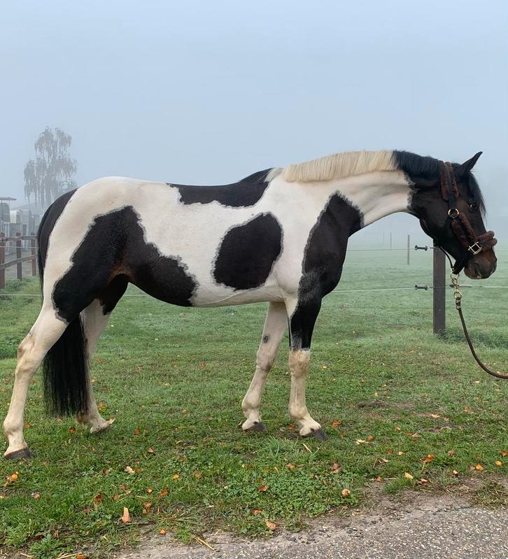 Veelzijdige recreatie pony, Dieren en Toebehoren, Pony's, Merrie, B, 3 tot 6 jaar, Ontwormd