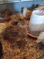 Japanse kwartel hennen, tegen leg aan, Dieren en Toebehoren, Vrouwelijk, Overige soorten