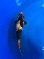 Ginrin showa 44cm, Karper of Koi